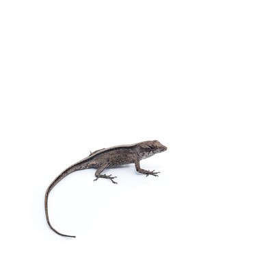 Female Bahaman Anole